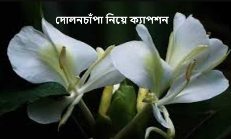 দোলনচাঁপা নিয়ে ক্যাপশন