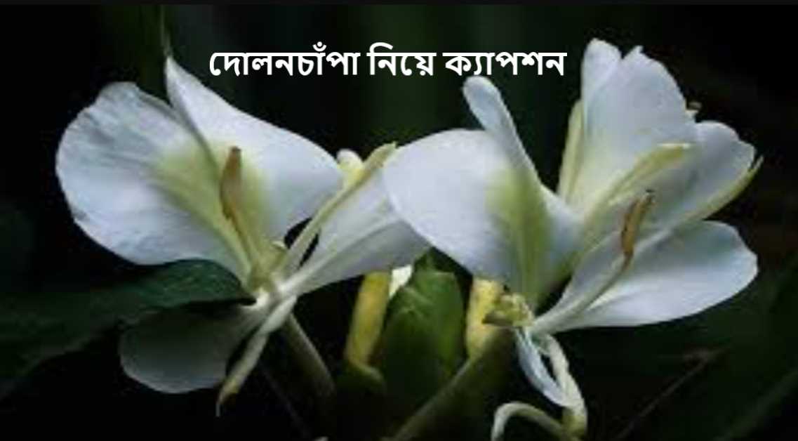 দোলনচাঁপা নিয়ে ক্যাপশন