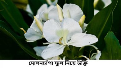দোলনচাঁপা ফুল নিয়ে উক্তি