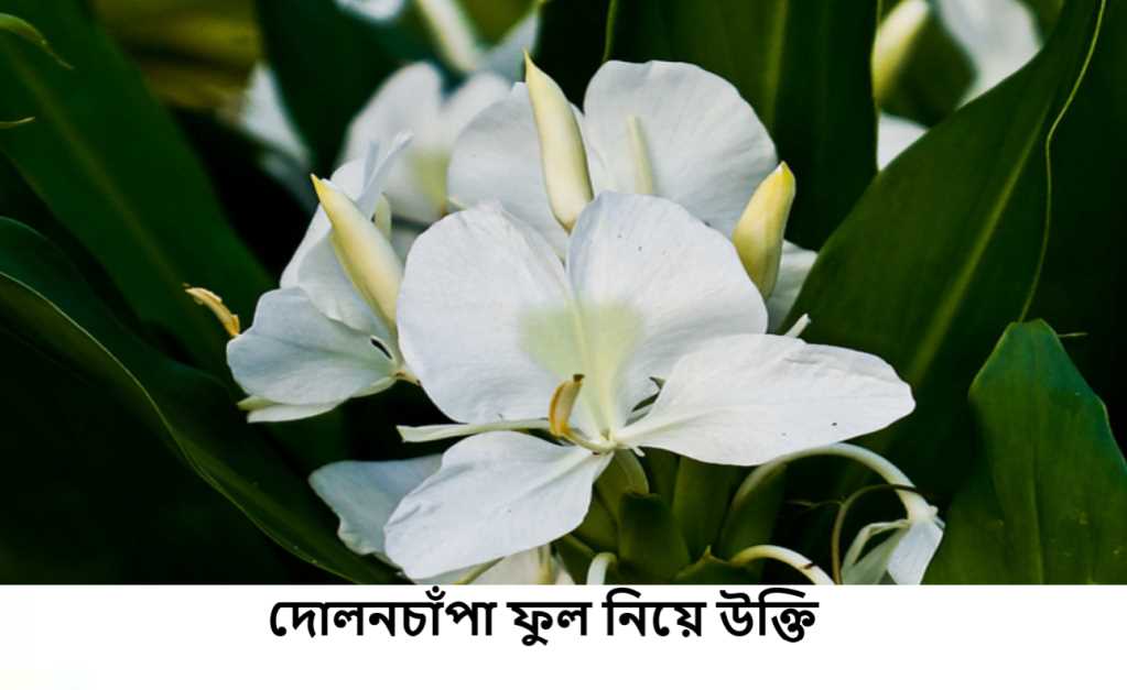 দোলনচাঁপা ফুল নিয়ে উক্তি