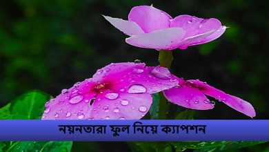 নয়নতারা ফুল নিয়ে ক্যাপশন
