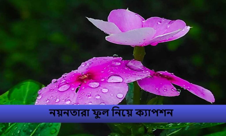 নয়নতারা ফুল নিয়ে ক্যাপশন