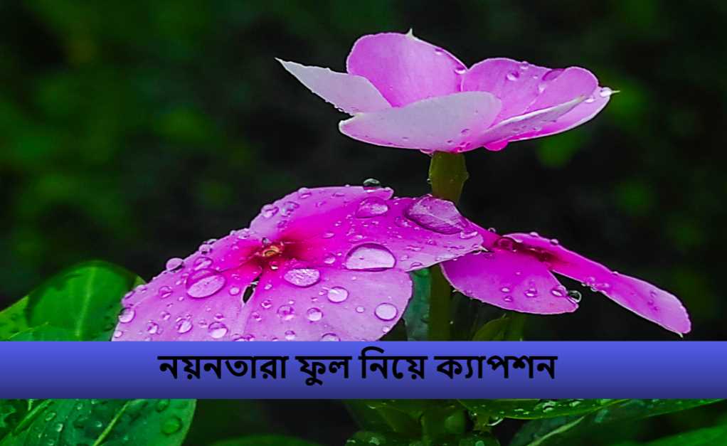 নয়নতারা ফুল নিয়ে ক্যাপশন