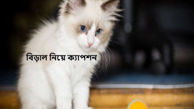 বিড়াল নিয়ে ক্যাপশন