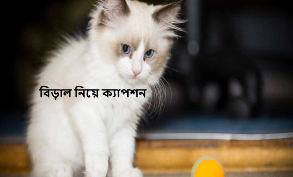 বিড়াল নিয়ে ক্যাপশন