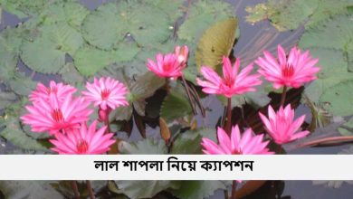 লাল শাপলা নিয়ে ক্যাপশন