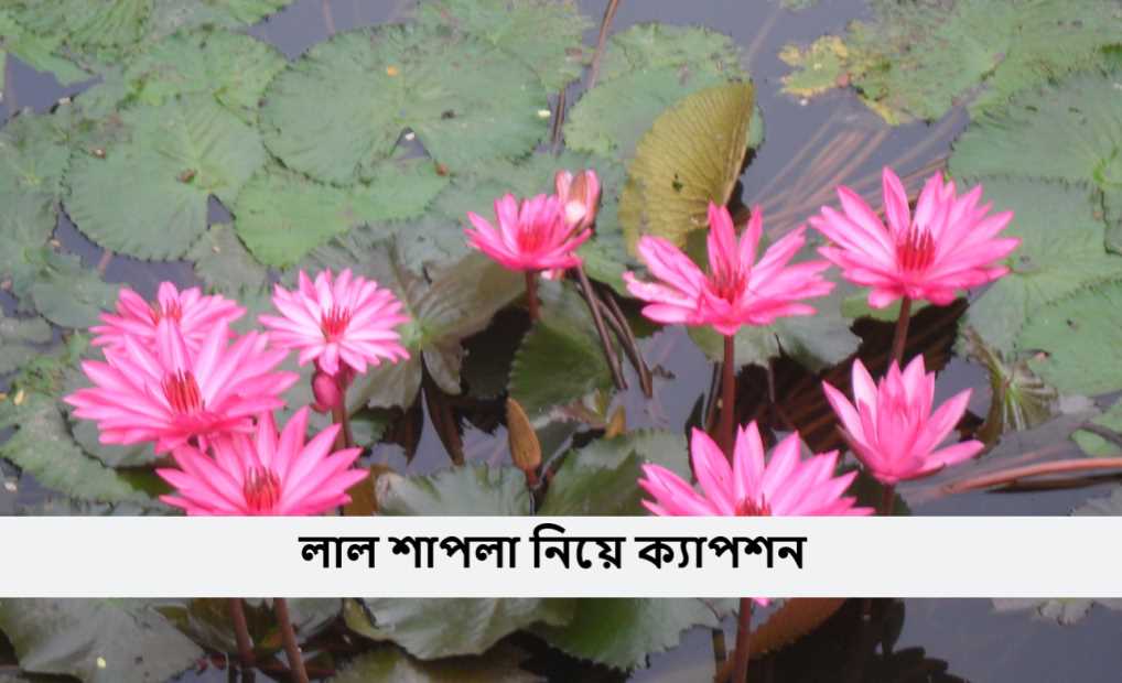 লাল শাপলা নিয়ে ক্যাপশন