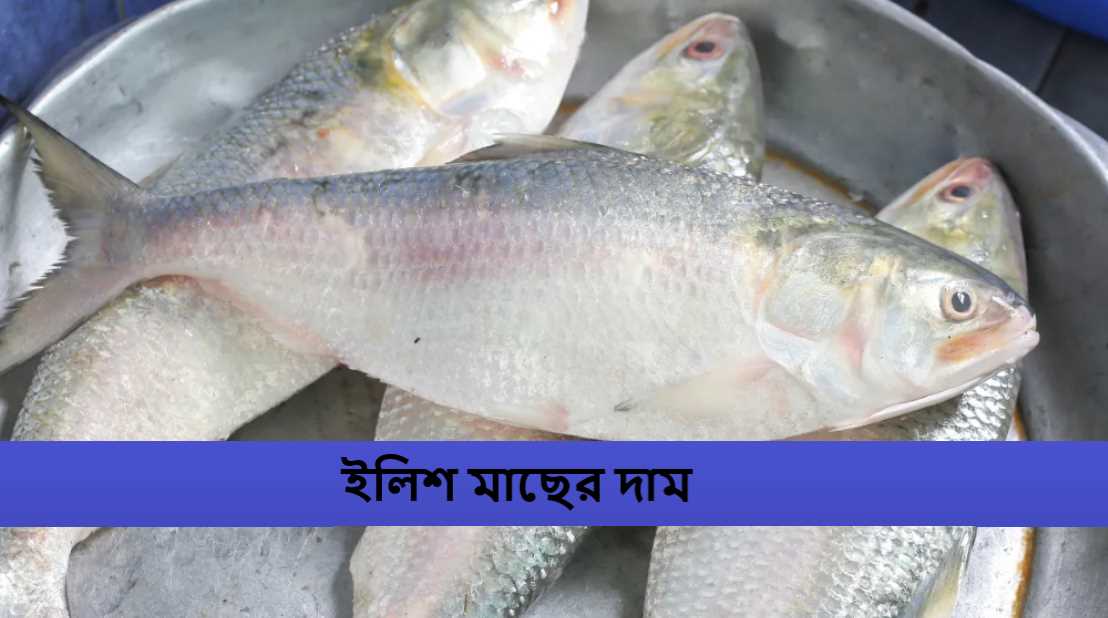 ইলিশ মাছের দাম