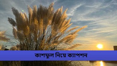 কাশফুল নিয়ে ক্যাপশন