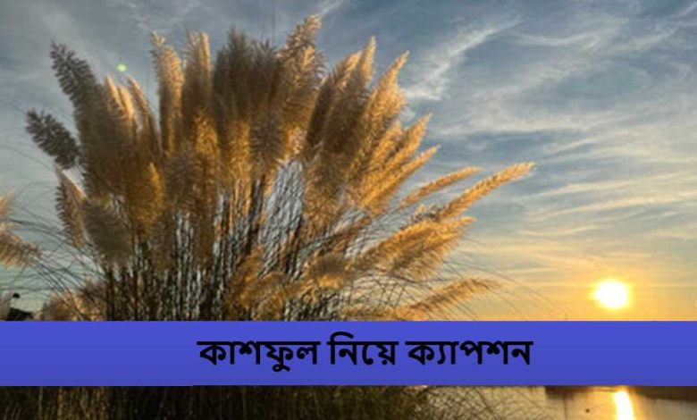 কাশফুল নিয়ে ক্যাপশন