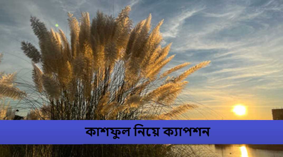 কাশফুল নিয়ে ক্যাপশন