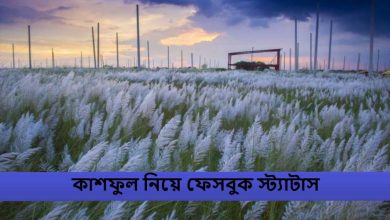 কাশফুল নিয়ে ফেসবুক স্ট্যাটাস