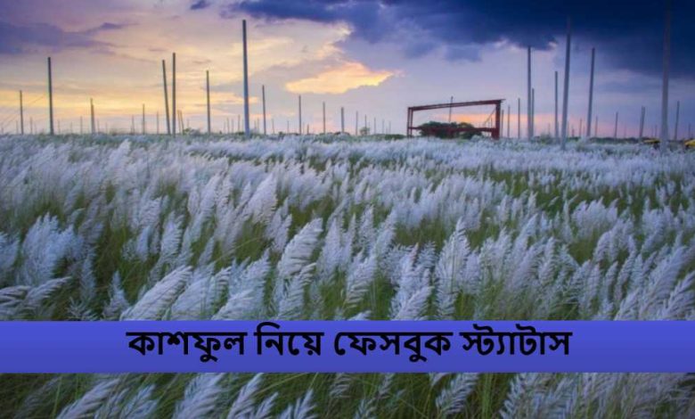 কাশফুল নিয়ে ফেসবুক স্ট্যাটাস