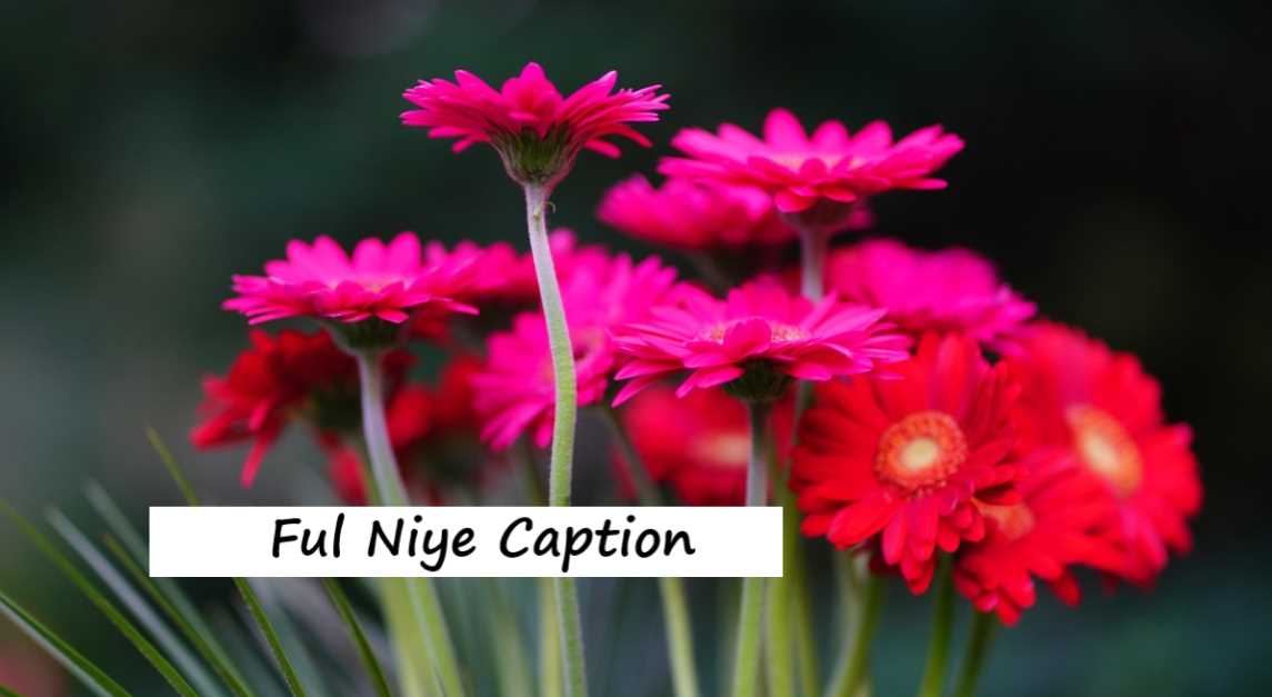 Ful Niye Caption