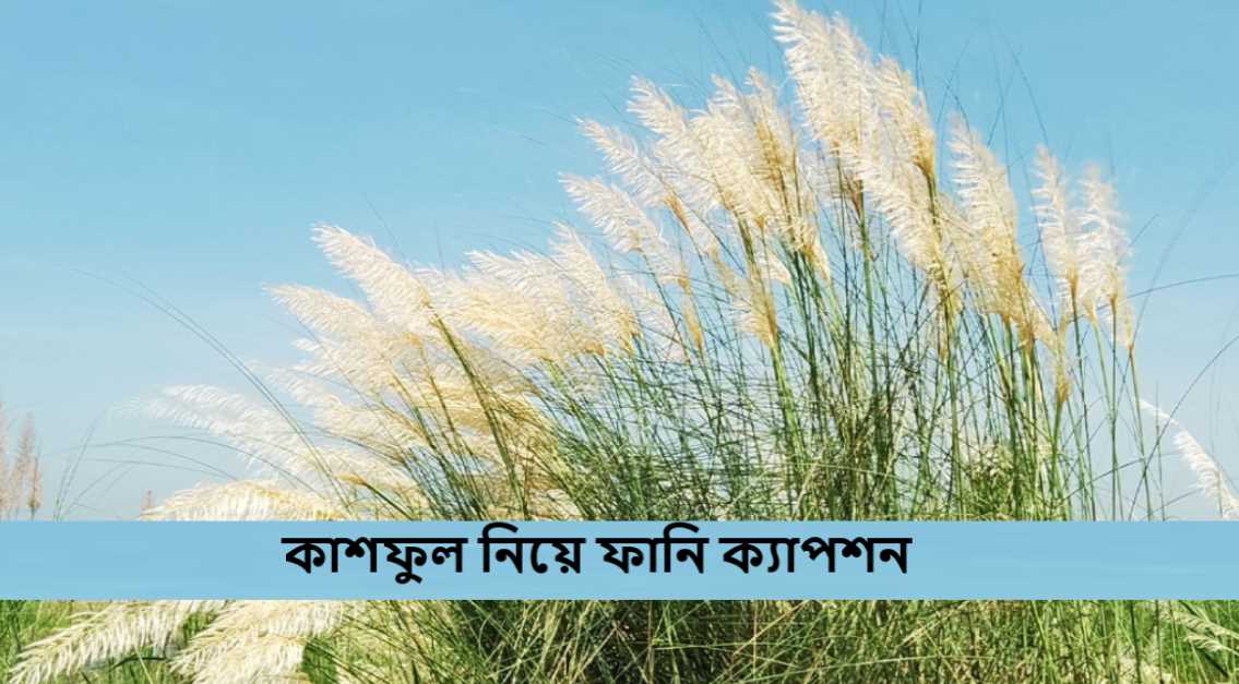 কাশফুল নিয়ে ফানি ক্যাপশন